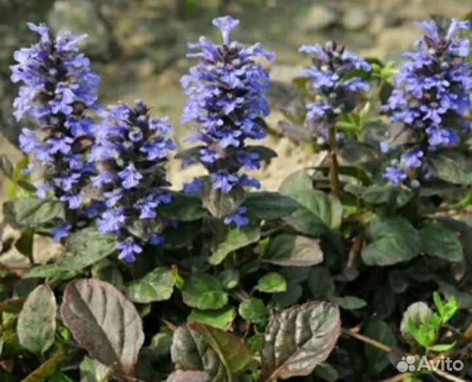 Луковицы нарциссов