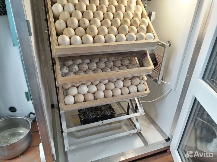 Инкубатор на 500 яиц