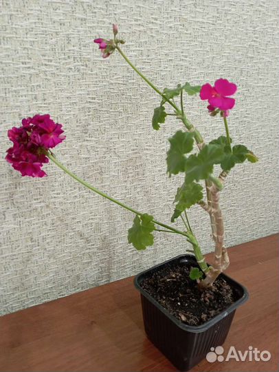 Пеларгония герань Jyvaskyla 2 года жби