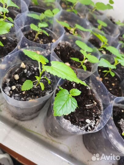 Шелковица рассада