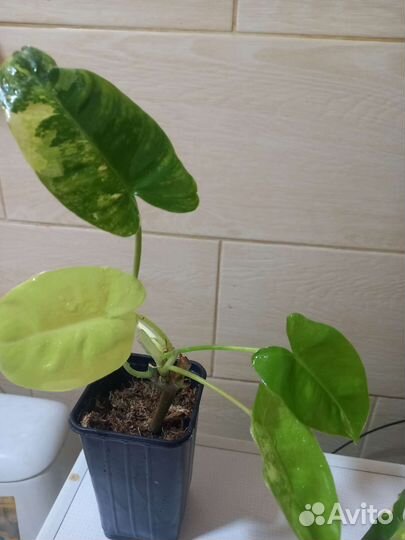 Филодендрон бурле макс вариегатный