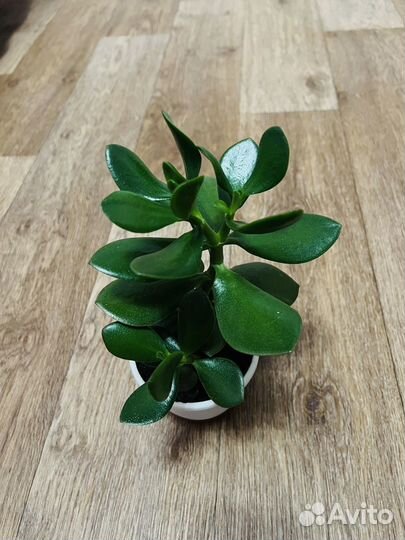 Толстянка- денежное дерево