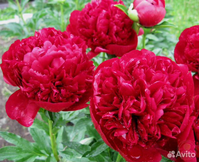 Пион Рэд Сара Бернар