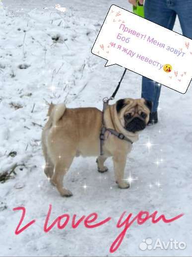 Мопс вязка мальчик