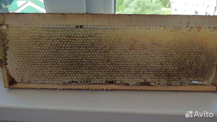 Мед в сотах