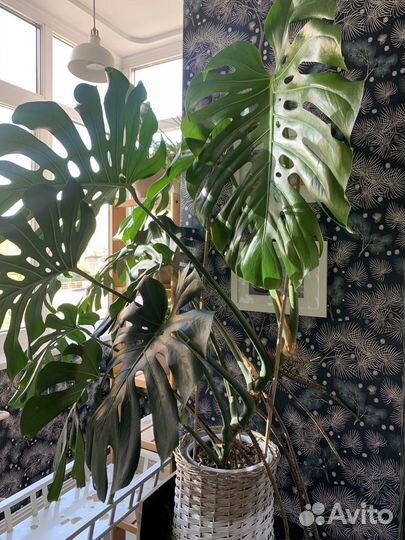 Монстера делициоза 1,4 м