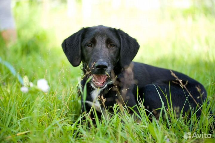 Благородная леди, 5 месяцев, ищет свою судьбу