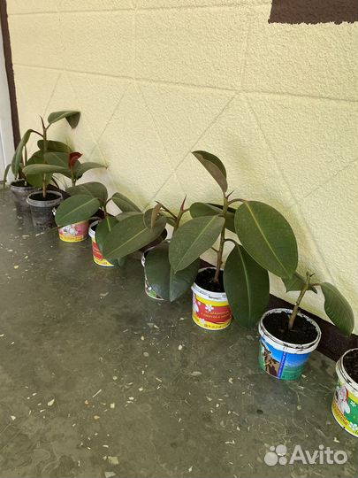 Фикус каучуконосный