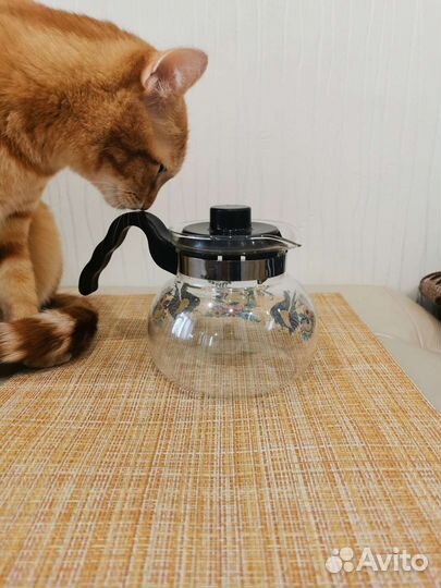 Чайник заварочный