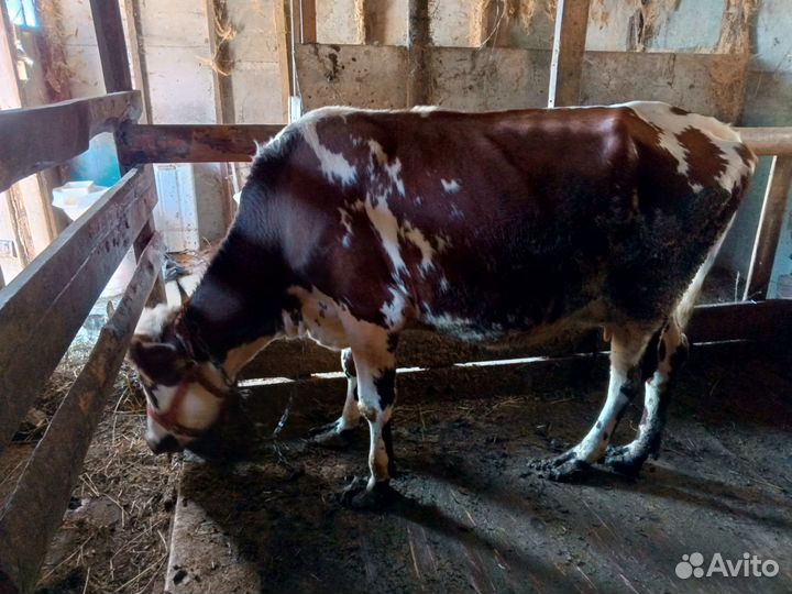 Корова дойная