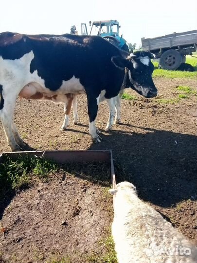 Корова дойная