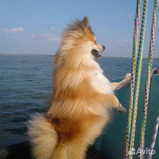 Померанский шпиц вязка кобель