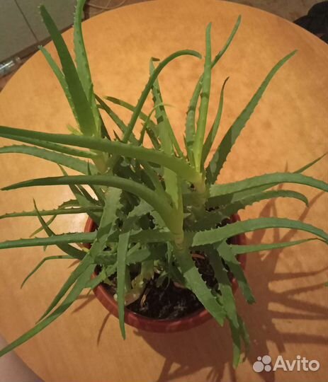 Алоэ-Лечебное Растение