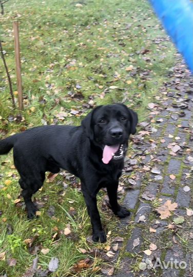 Кобель Лабрадора вязка