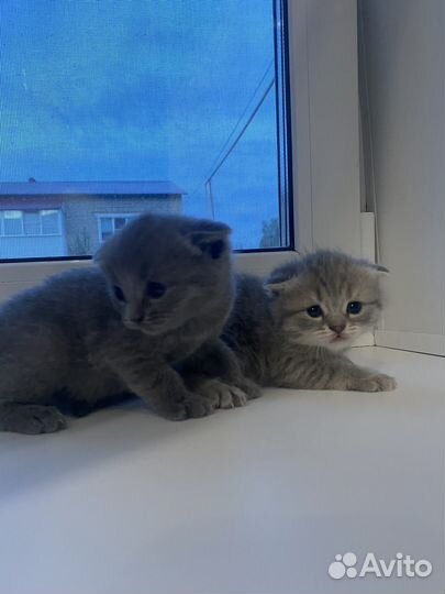 Шотландские вислоухие котята