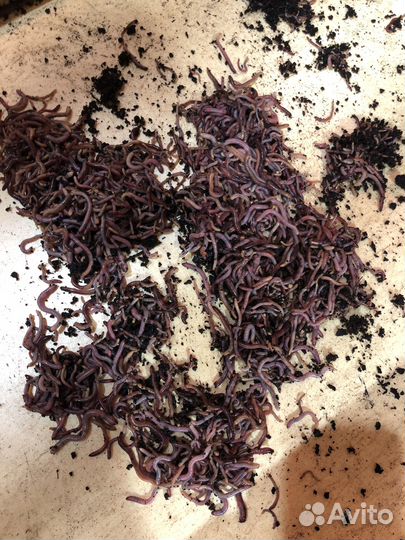 Черви дендробена