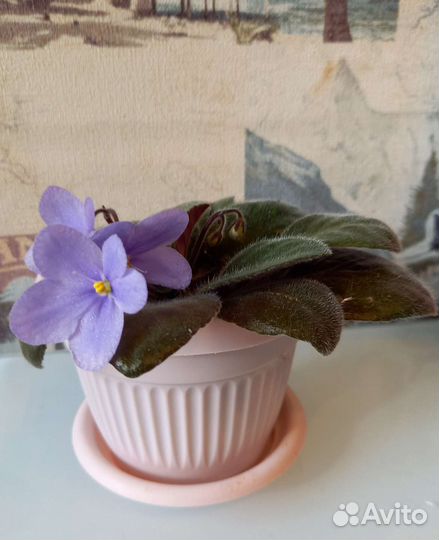 Фиалки цветущие в горшке
