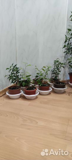 Фикус бенджамина