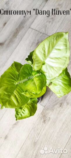 Филодендрон Ред Эмеральд