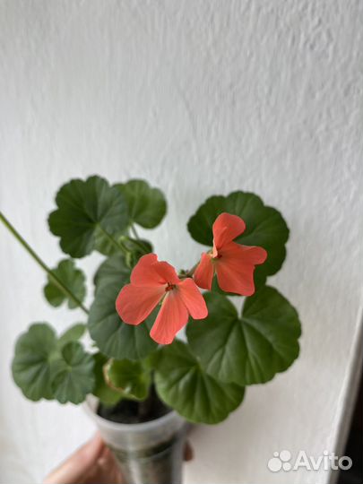 Пеларгония герань