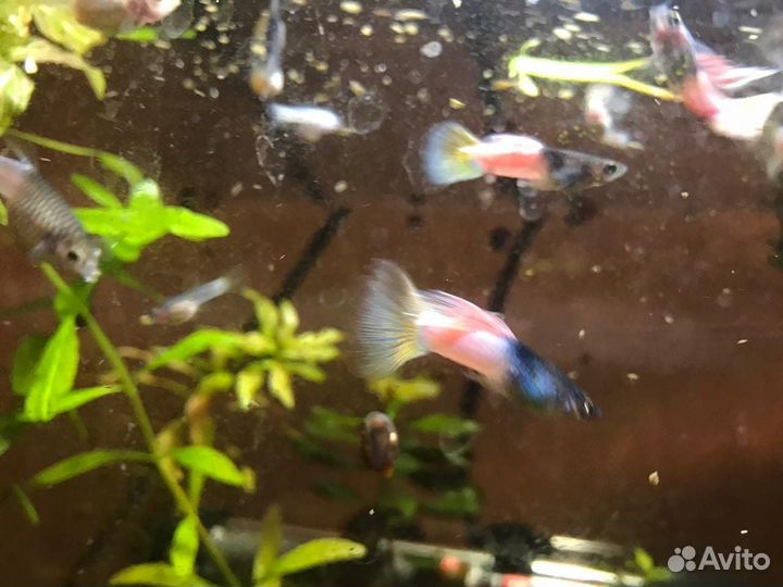 Гуппи чистые линии, Меченосцы, Сомики, Креветки