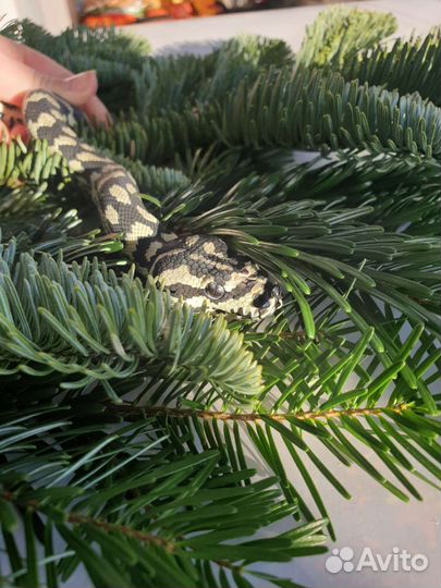 Змеи для фотосессии