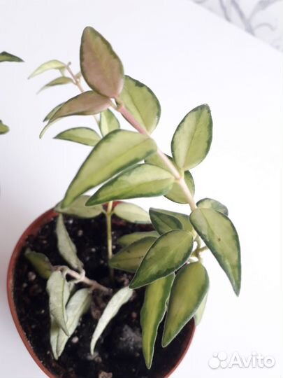 Хойя Белла (вариегатная)