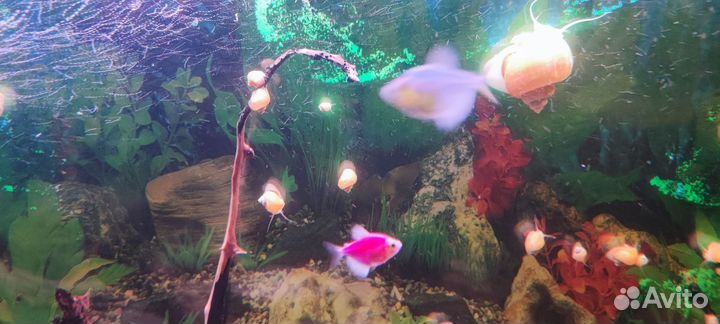 Улитки ампулярии