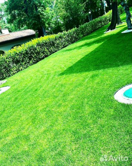 Рулонный газон с укладкой. Автополив