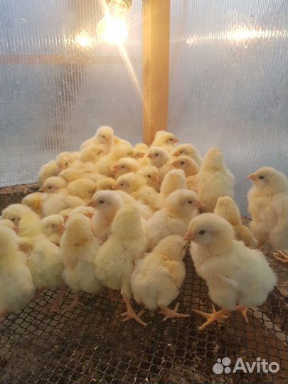 Цыплята бройлеры суточные и подрощенные