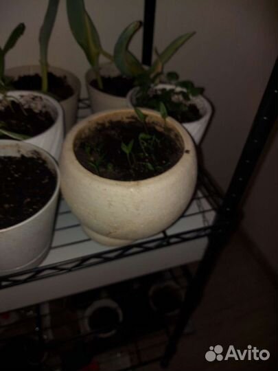 Кашпо горшок для цветов