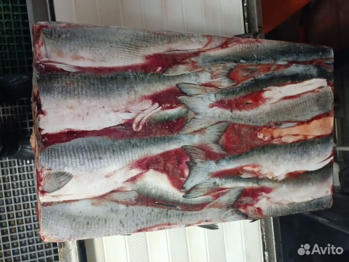 Горбуша без головы