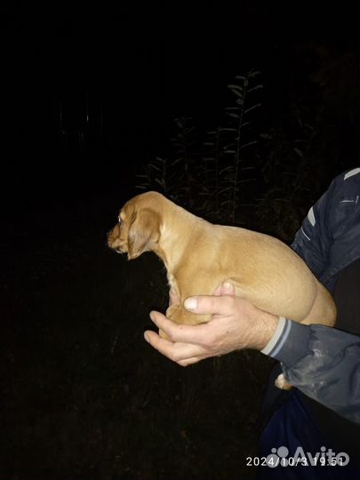 Щенки в добрые руки