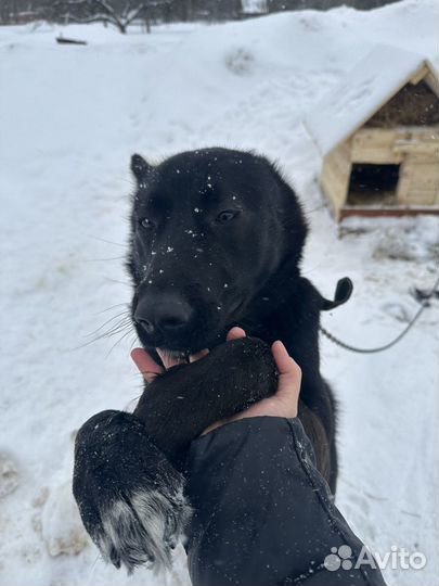 Собака в добрые руки