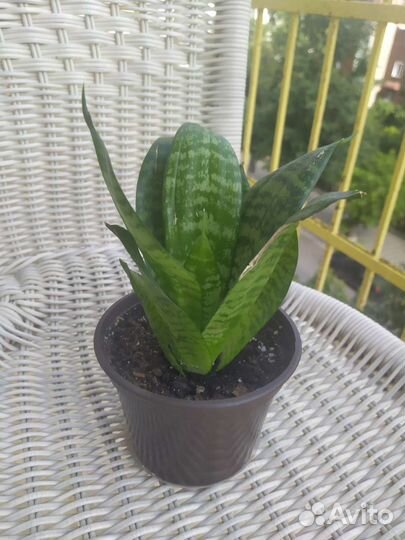 Комнатные цветы