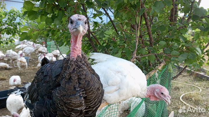 Домашняя индейка живым весом
