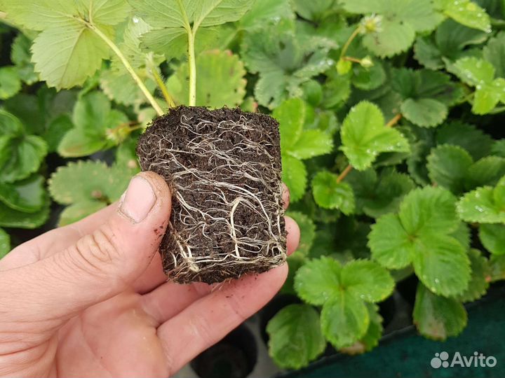 Рассада клубники (земляника садовая)