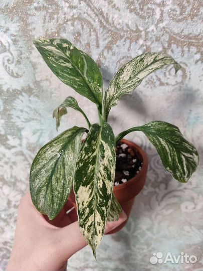 Спатифиллум сенсация вариегатный