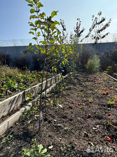 Продам оптом саженцы яблони,груши,сливы и т.д