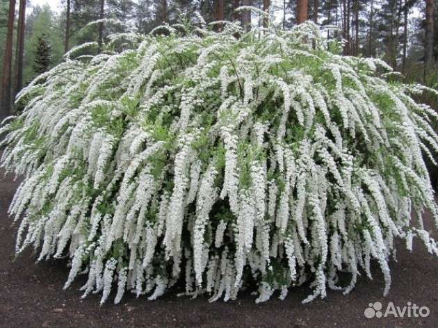 Спирея серая Грефшейм