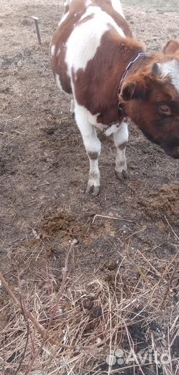 Быки телята