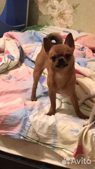 Вязка чихуахуа