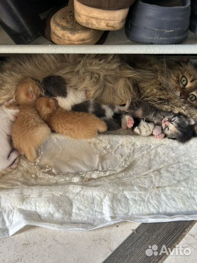 Котята в добрые руки