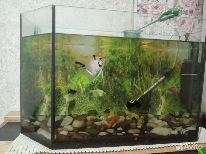 Аквариум