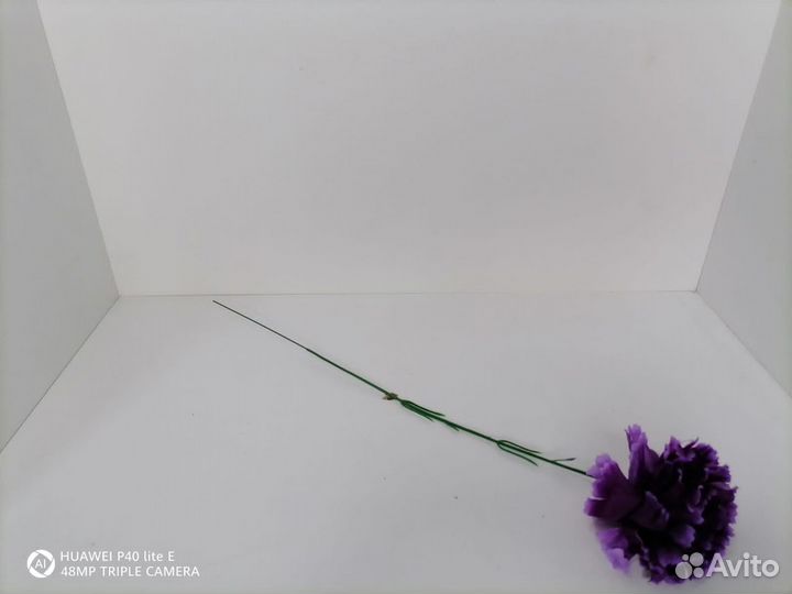 Гвоздика одиночная