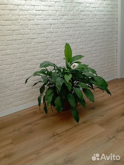 Спатифиллум