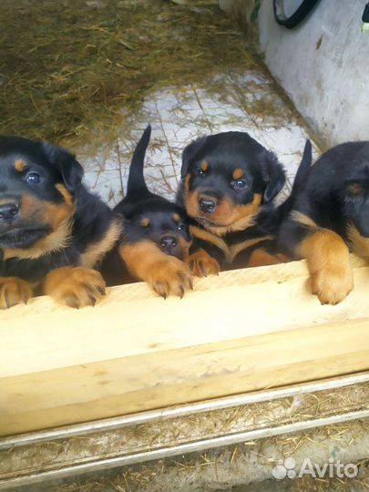 Щенки ротвейлера продажа
