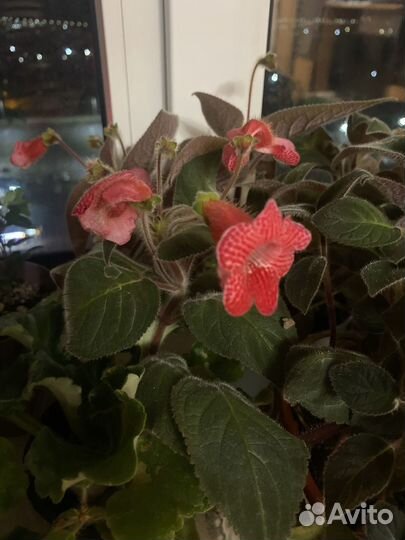 Домашние цветы цветущие