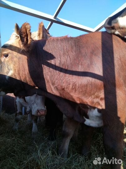 Бычки и быки