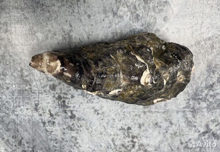 Живая устрица Розовая Джоли из Намибии